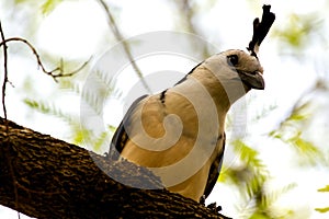 White-Throated Magpie Jay