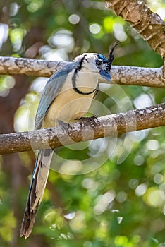 white-throated magpie-jay, bird