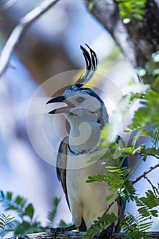 White-throated magpie jay Calocitta formosa