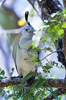 White-throated magpie jay Calocitta formosa