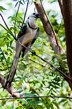 White-throated magpie-jay Calocitta formosa on Ometepe island, Nicarag