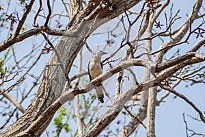 White-throated magpie-jay Calocitta formosa on Ometepe island, Nicarag