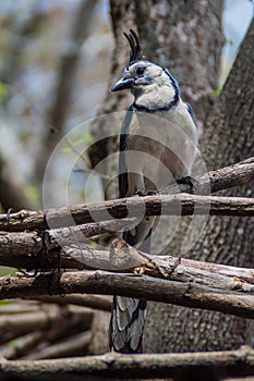 White-throated magpie-jay Calocitta formosa on Ometepe island, Nicarag