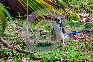 White-throated magpie-jay Calocitta formosa on Ometepe island, Nicarag