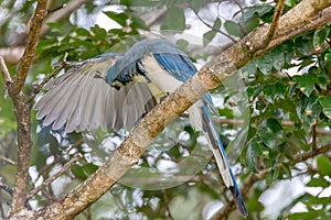 White-throated magpie-jay, Calocitta formosa, Parque Nacional Rincon de la Vieja, Guanacaste Province, Costa Rica