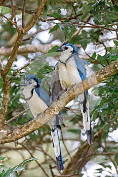 White-throated magpie-jay, Calocitta formosa, Parque Nacional Rincon de la Vieja, Guanacaste Province, Costa Rica