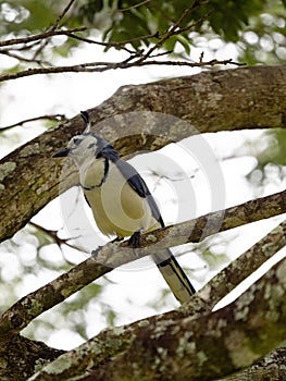 white-throated magpie-jay, Calocitta formosa, sits in dense branches. Costa Rica