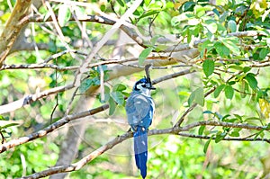 White-throated magpie-jay in Costa Rica