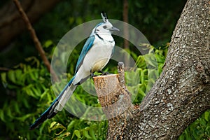White-throated Magpie-jay - Cyanocorax Calocitta formosus large Central American bird species of magpie-jay, ranges in Pacific- photo