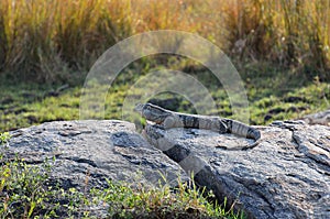 White-throated monitor in the Kruger National Park, South Africa