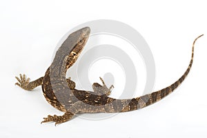 White-throated Monitor Lizard