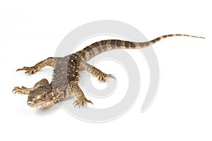 White-throated Monitor Lizard