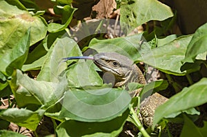 White-throated monitor