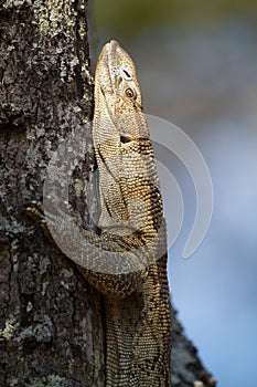 White-throated Monitor Lizard in tree