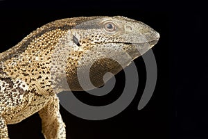 White-throated monitor Varanus albigularis albigularis