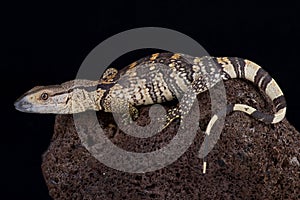 White-throated monitor Varanus albigularis albigularis photo