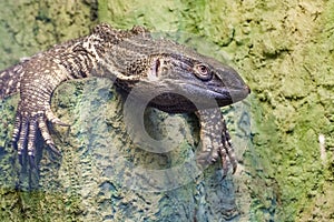 White-throated monitor (Varanus albigularis)