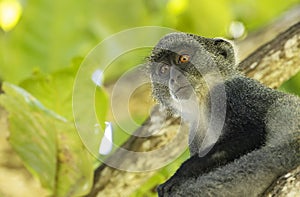 White-throated Monkey cercopithecus albogularis in a tree, Kenya, Africa