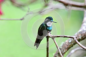 White-throated Mountaingem Lampornis castaneoventris photo