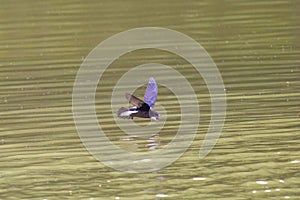 White-throated needletail drinking pond water.