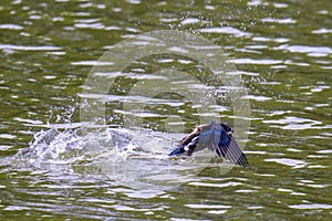 White-throated needletail flying on the pond.