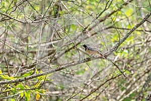 White-throated Robin-Chat (Cossypha humeralis) in South Africa photo