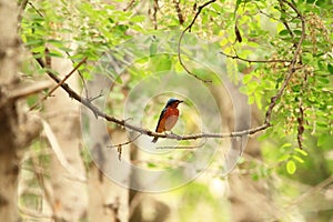 White-throated Rock Thrush