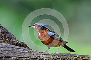 White-Throated Rock-Thrush