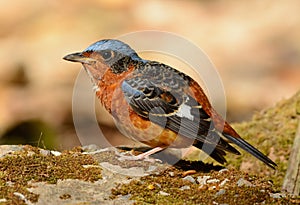 White-throated rock-thrush