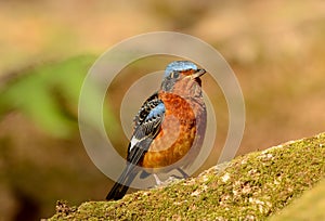 White-throated rock-thrush