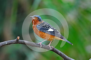 White-throated rock-thrush