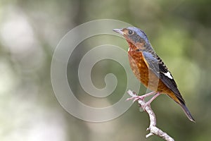 White-throated Rock Thrush