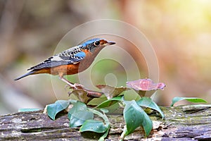 White-throated Rock Thrush Bird