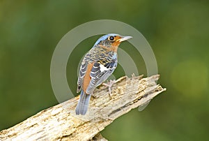 White-throated Rock-thrush, Bird of Thailand