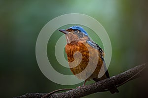 White-throated Rock Thrush (Monticola gularis) on branch tree in forest.