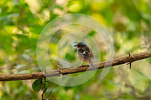 White Throated Rockthrush stand in the rain forest