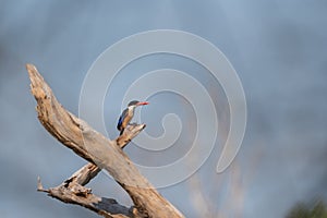 White Throated Rockthrush stand in the rain forest