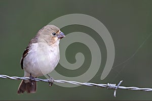 White-throated Seedeater Sporophila albogularis female, isolated, perched on a barbed wire