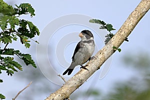 White-throated Seedeater Sporophila albogularis male, isolated, perched on a log