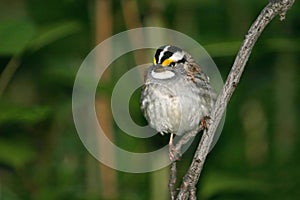 White throated sparrow