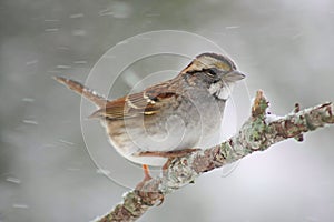 White Throated Sparrow