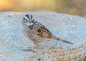 White-throated Sparrow