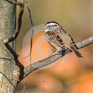 White-Throated Sparrow