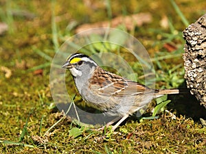 White-throated sparrow