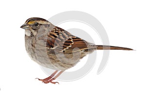 White-throated Sparrow