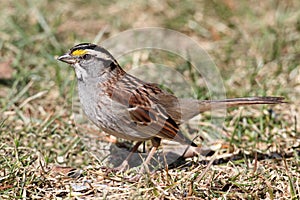 White-throated Sparrow