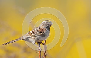 White-throated Sparrow