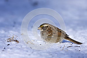 White-throated Sparrow  801172