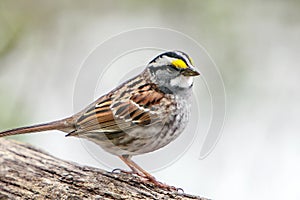 White-throated Sparrow