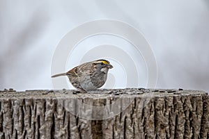 White-throated sparrow along the Hudson River